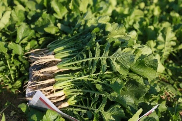 60006096_2241247492588254_5963727910593363968_n.jpg?_nc_cat=107&ccb=1-7&_nc_sid=127cfc&_nc_ohc=HuyORsSllI0Q7kNvwGHD2nq&_nc_oc=AdknnImmSvqICHrF8HW49B42_Cq5D1NRanVBuwq-lB7x5TPRZzrpCYPkT1uWk20XnSU&_nc_zt=23&_nc_ht=scontent-ssn1-1.xx&_nc_gid=RQVgioMIm1dLq_f1L42fzQ&oh=00_AfKaT-LBXzvc8mxXdHwDqG3-ku2lB-KNBEQnxI9KrGudYA&oe=684B8BA1