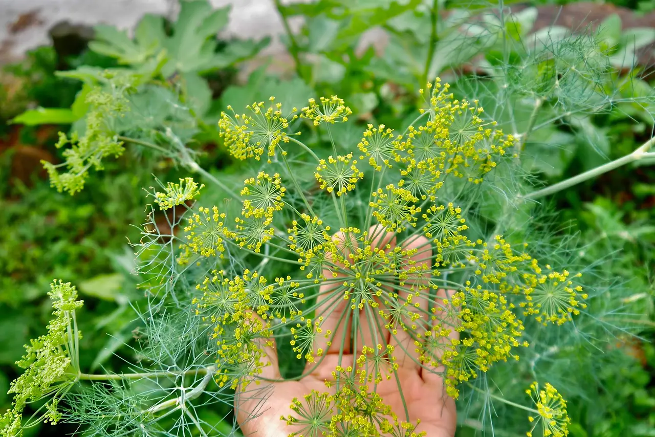 448680128_7816640661715548_7005504006405099916_n.jpg?_nc_cat=101&ccb=1-7&_nc_sid=5f2048&_nc_ohc=9Kknq3aCbWUQ7kNvgF4a4c3&_nc_ht=scontent-ssn1-1.xx&oh=00_AYA2oT2wg0Td53g5sRigLoD-9H-JUnb2glmj5O2J7xgZ-g&oe=667AC119