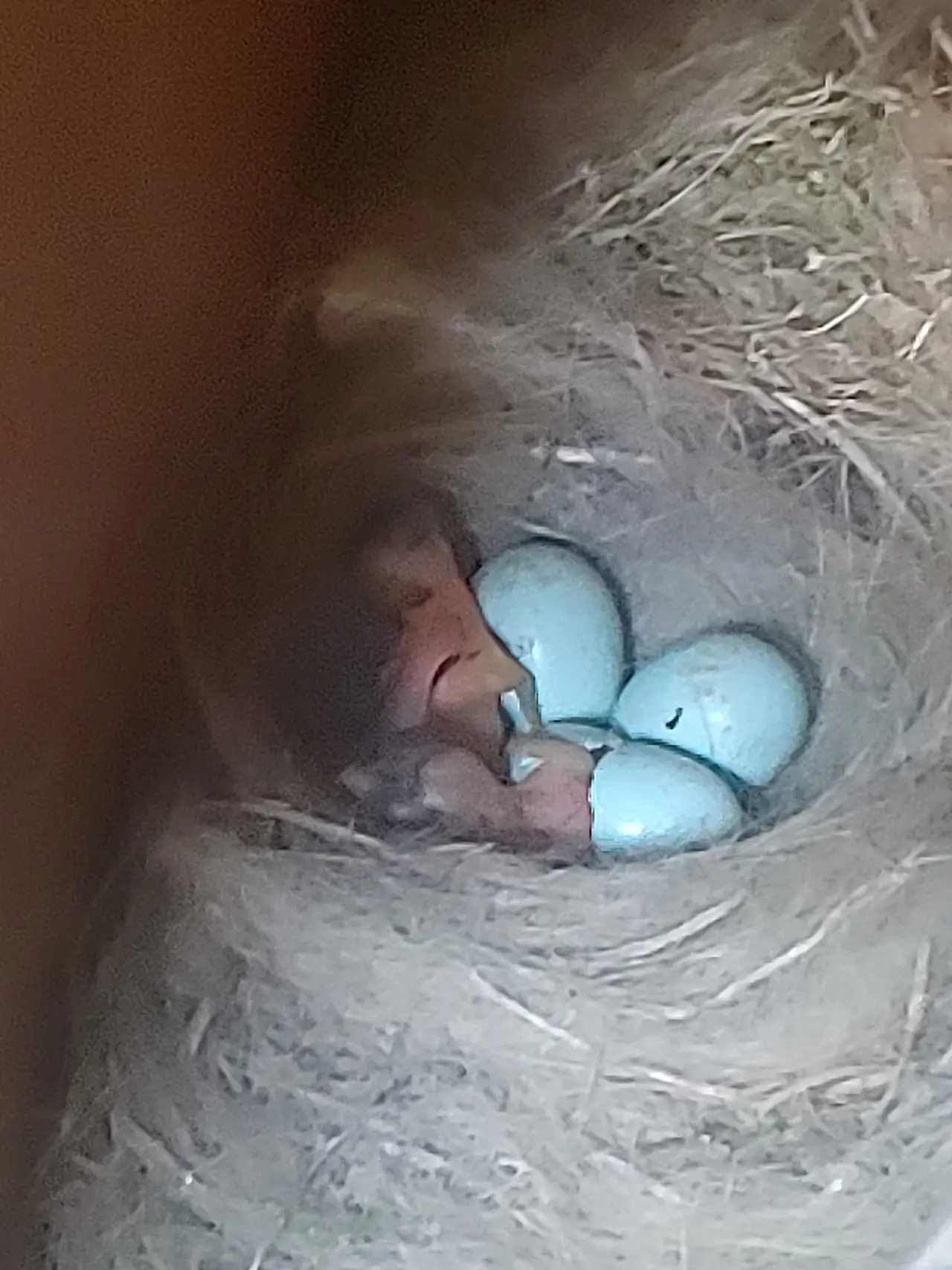 451131452_8089059997806945_6559489438642569682_n.jpg?_nc_cat=107&ccb=1-7&_nc_sid=833d8c&_nc_ohc=yXSN9o01Q0UQ7kNvgF4MmVM&_nc_ht=scontent-ssn1-1.xx&oh=00_AYDlLxEg7LjOriinegxw2AuADwUHS4Xj1k9_lYU2ZJ7oMw&oe=66C08B43