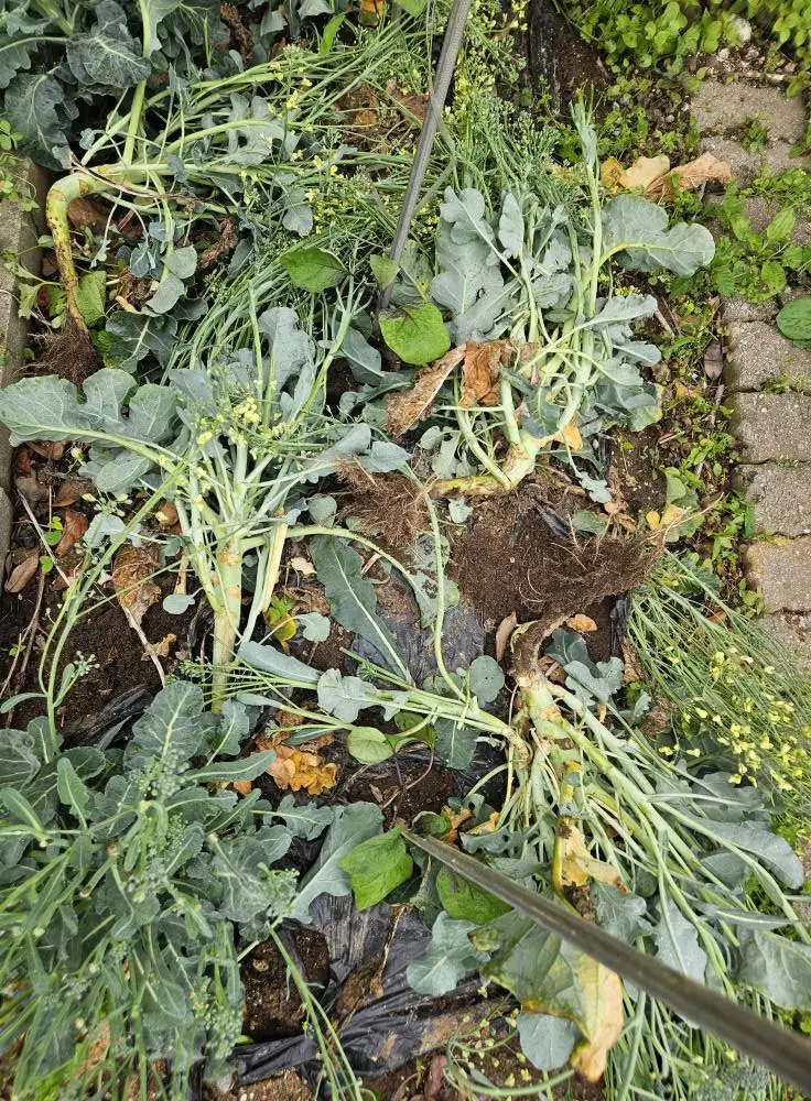 495904028_9830686690310925_7311025029212782542_n.jpg?stp=cp6_dst-jpg_tt6&_nc_cat=101&ccb=1-7&_nc_sid=833d8c&_nc_ohc=krY55LB51uEQ7kNvwEghVND&_nc_oc=AdmaBlbmpyoIO4hZ7QcUscfowLUO4fo_uXFxG6muh9p-2zLfD_dEhB61EMtO-Cc7c0I&_nc_zt=23&_nc_ht=scontent-ssn1-1.xx&_nc_gid=rgZyJh2vA6kl2uU9ma_K1w&oh=00_AfKadqxGn6Bz7JJyVTWJUvFrFw5gjibHwebKN50dIU0PXA&oe=6821CF71