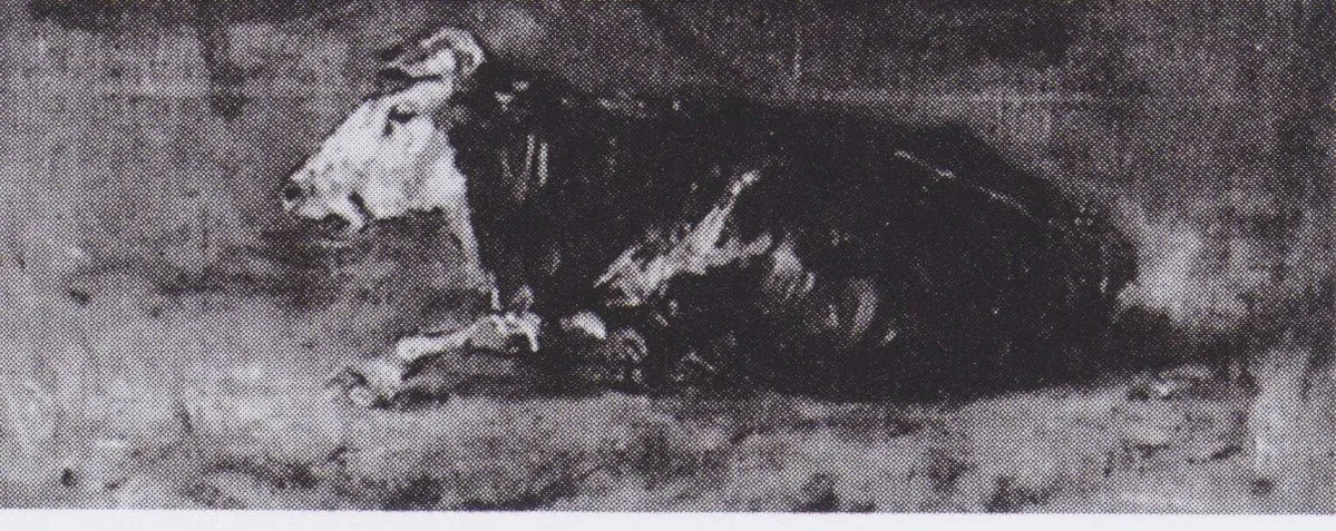Lying Cow 1883.jpeg