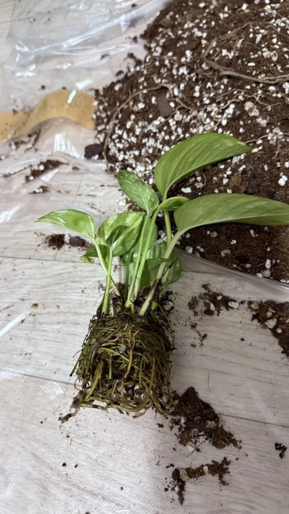 IMG%EF%BC%BF5377.jpg?type=w580