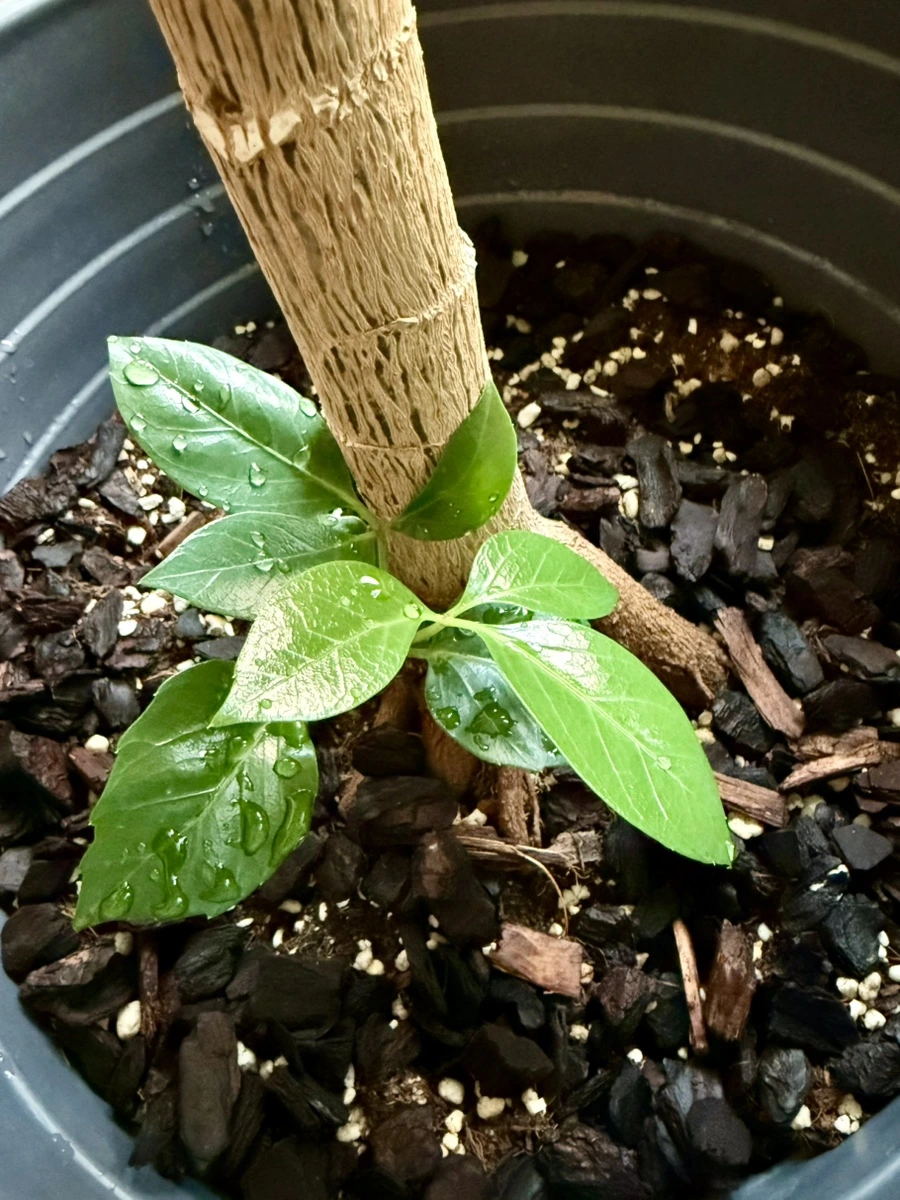 IMG_3842.jpg?type=w1