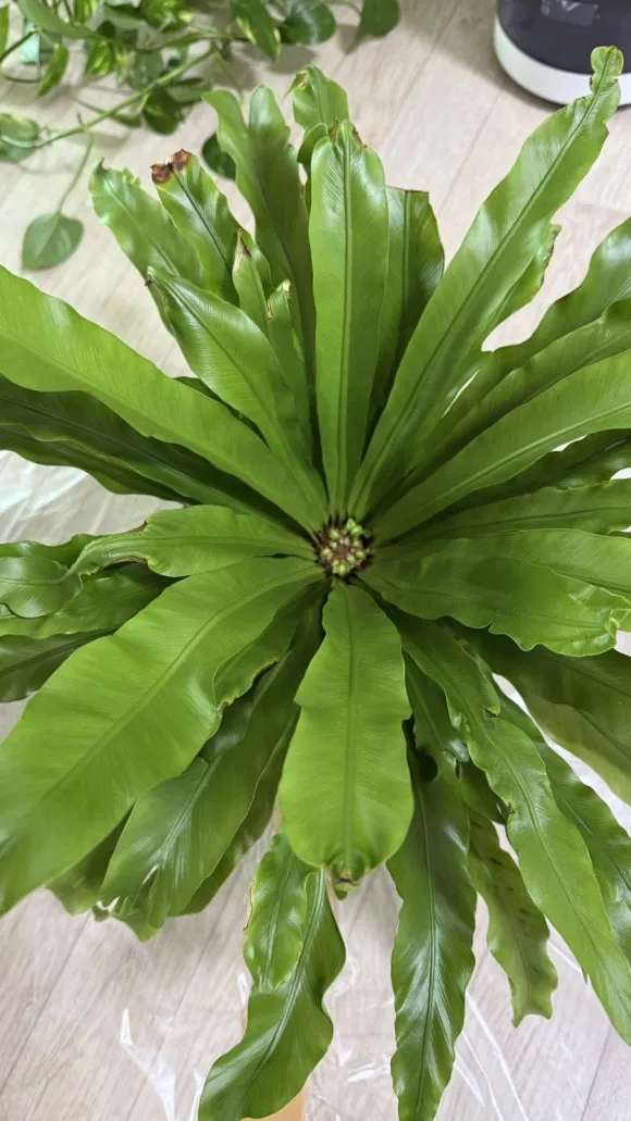 IMG%EF%BC%BF5366.jpg?type=w580