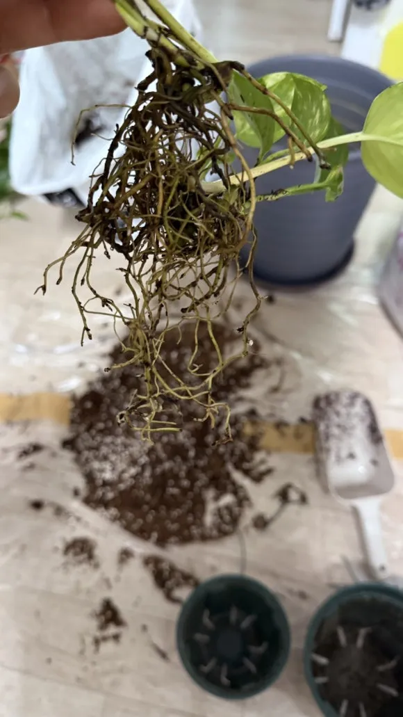 IMG%EF%BC%BF5378.jpg?type=w580