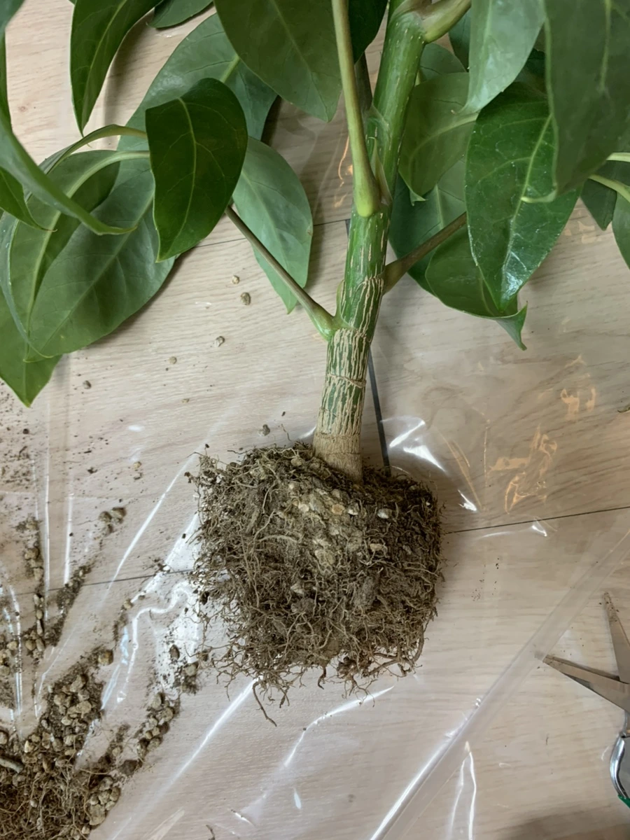 IMG_1869.jpg?type=w1