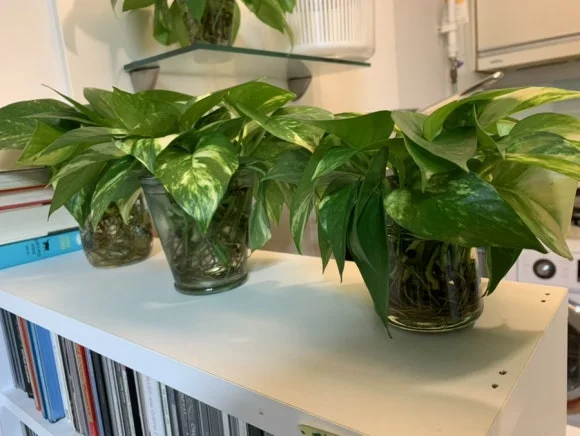 IMG%EF%BC%BF2515.jpg?type=w580