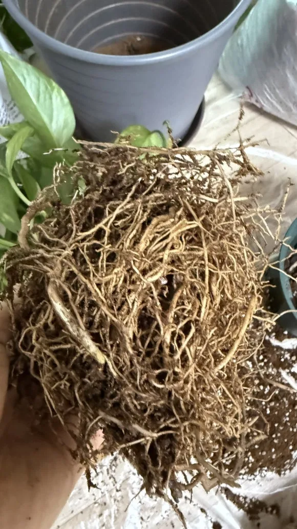 IMG%EF%BC%BF5374.jpg?type=w580