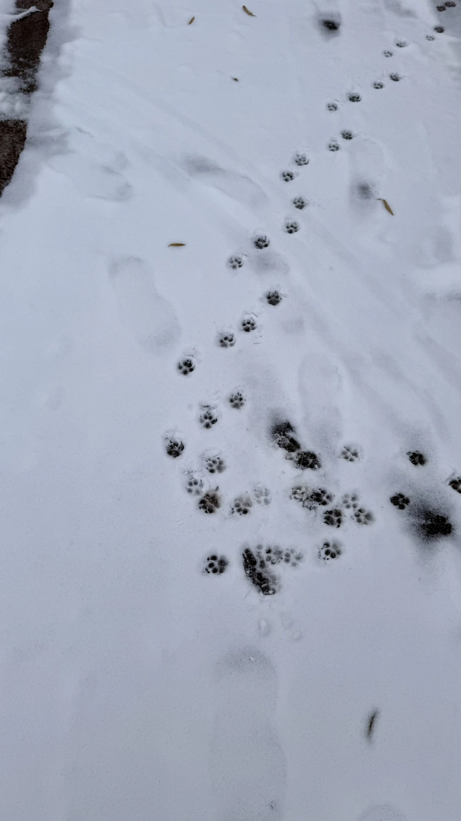 IMG_4215.jpg?type=w1