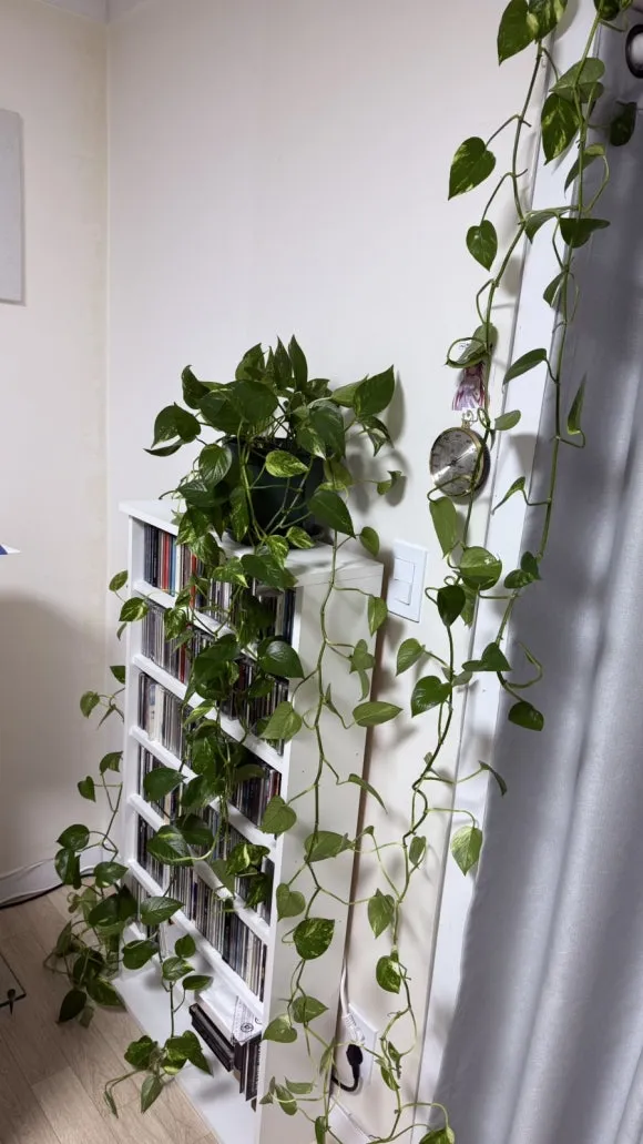 IMG%EF%BC%BF5382.jpg?type=w580