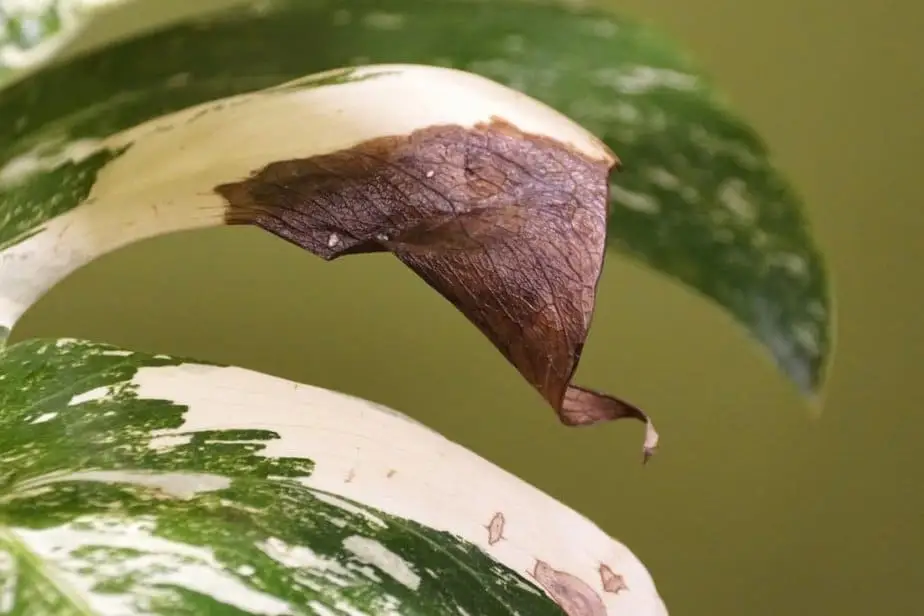 Monstera-Albo-Borsigiana-with-leaf-burn-brown-tips-on-leaves-1024x683.jpg?type=w1