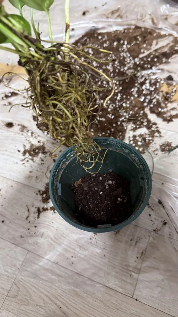 IMG%EF%BC%BF5379.jpg?type=w580