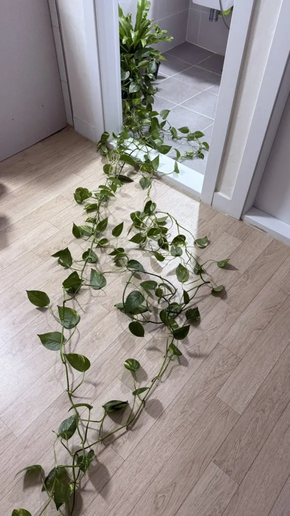 IMG%EF%BC%BF5381.jpg?type=w580