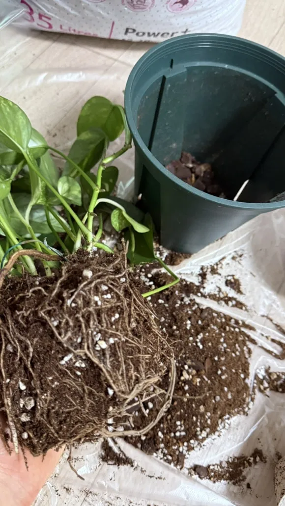 IMG%EF%BC%BF5373.jpg?type=w580