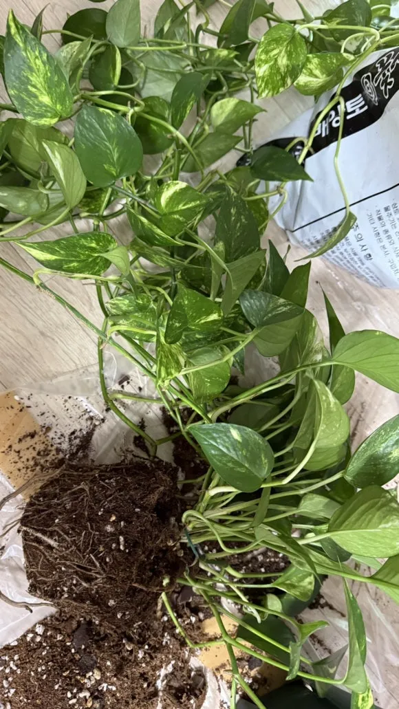 IMG%EF%BC%BF5372.jpg?type=w580