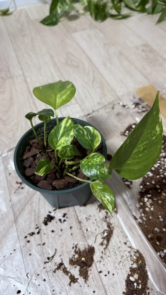 IMG%EF%BC%BF5380.jpg?type=w580