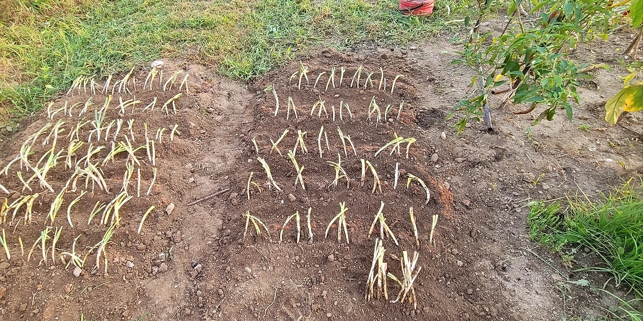 대파 옮겨 심기.jpeg