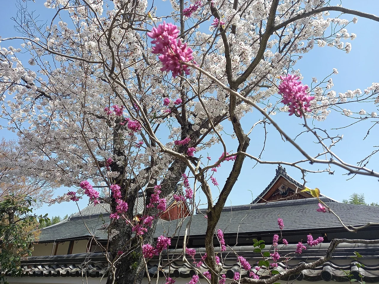 20230329_111551.jpg?type=w1600