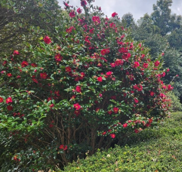 장사도 동백.PNG