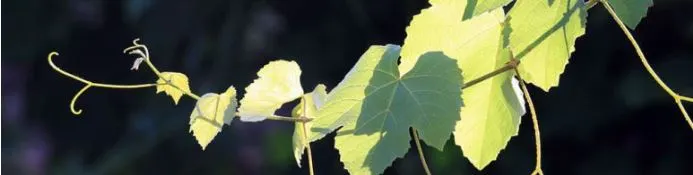 덩굴손 왜곡2.JPG