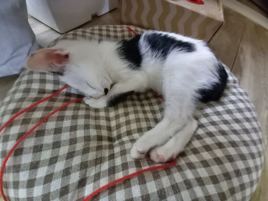 20210918%EF%BC%BF200914.jpg?type=w3840