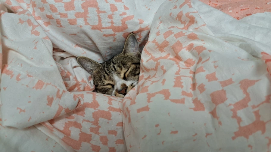 900%EF%BC%BF1732060664947.jpg?type=w3840