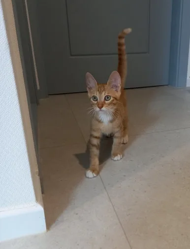 SE-223b67af-b13a-48b8-9975-92ea23f59e56.jpg?type=w386