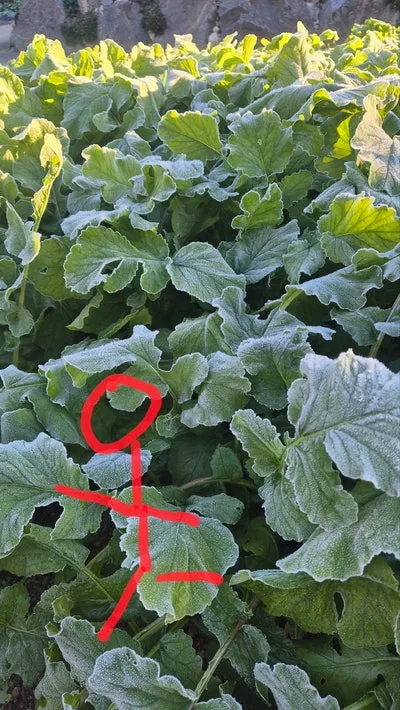 KakaoTalk_20251028_110409588.jpg?type=w1600