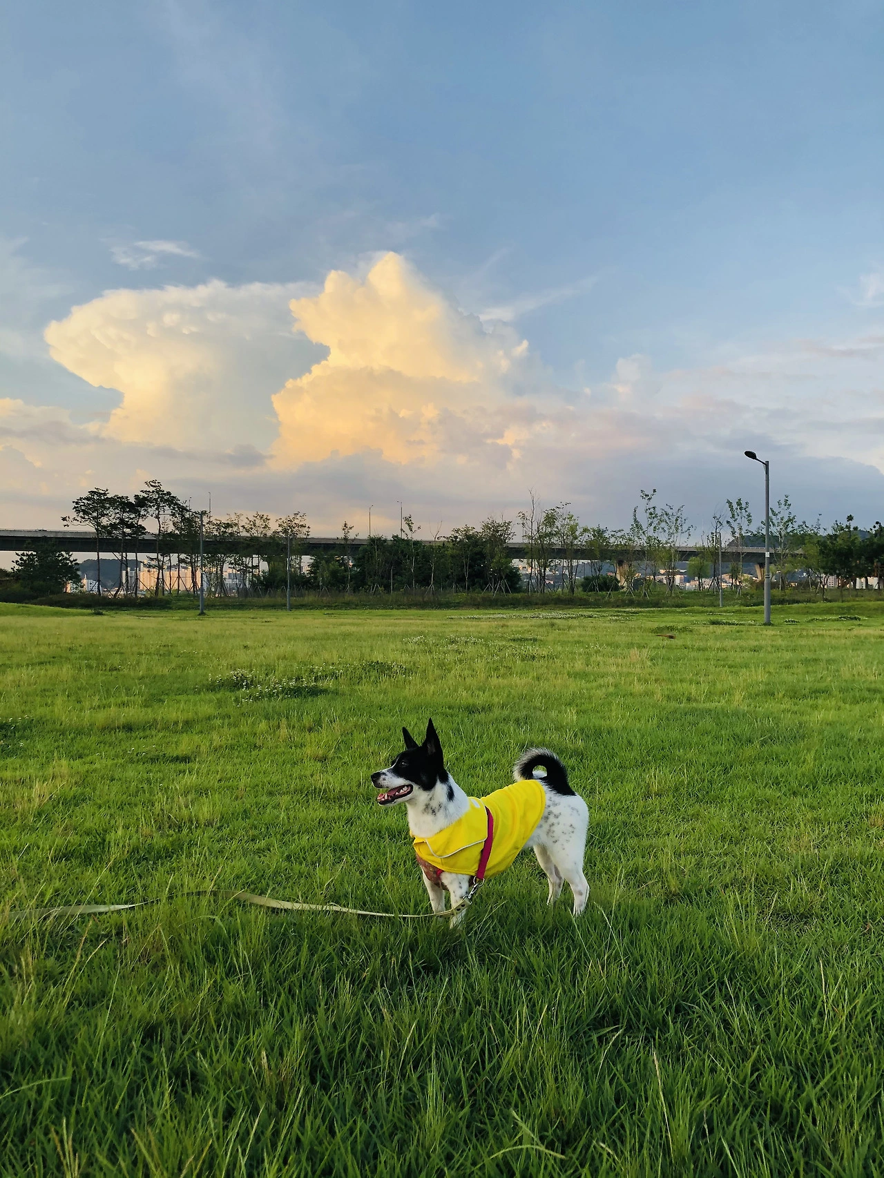 집순이 산책시켜주는 강아지 .HEIC