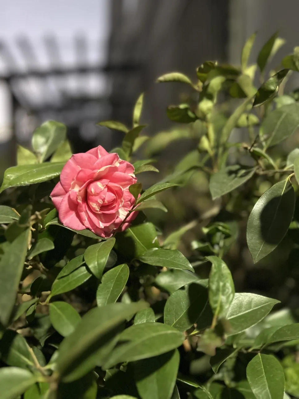 IMG_4308.jpg?type=w966&jopt=2