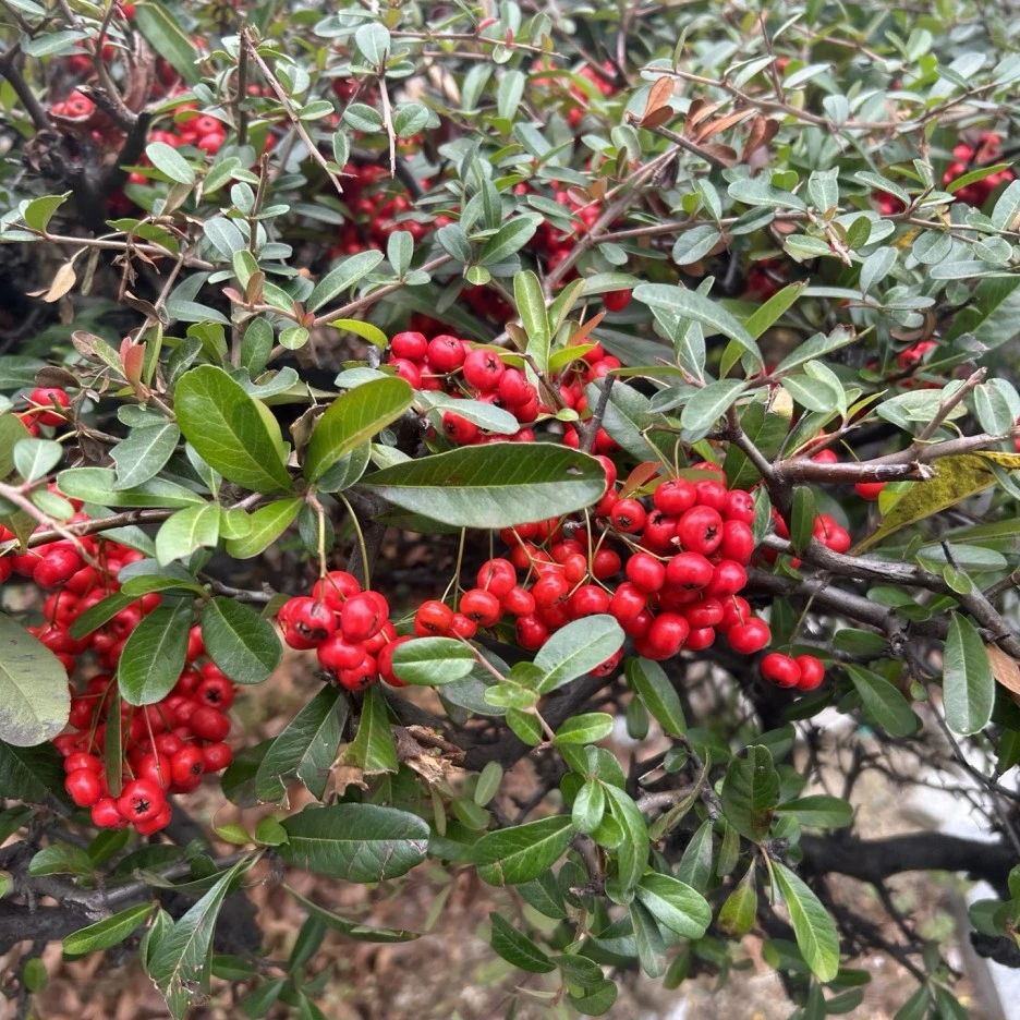 KakaoTalk_Photo_2023-12-06-11-55-58_013.jpeg?type=w1