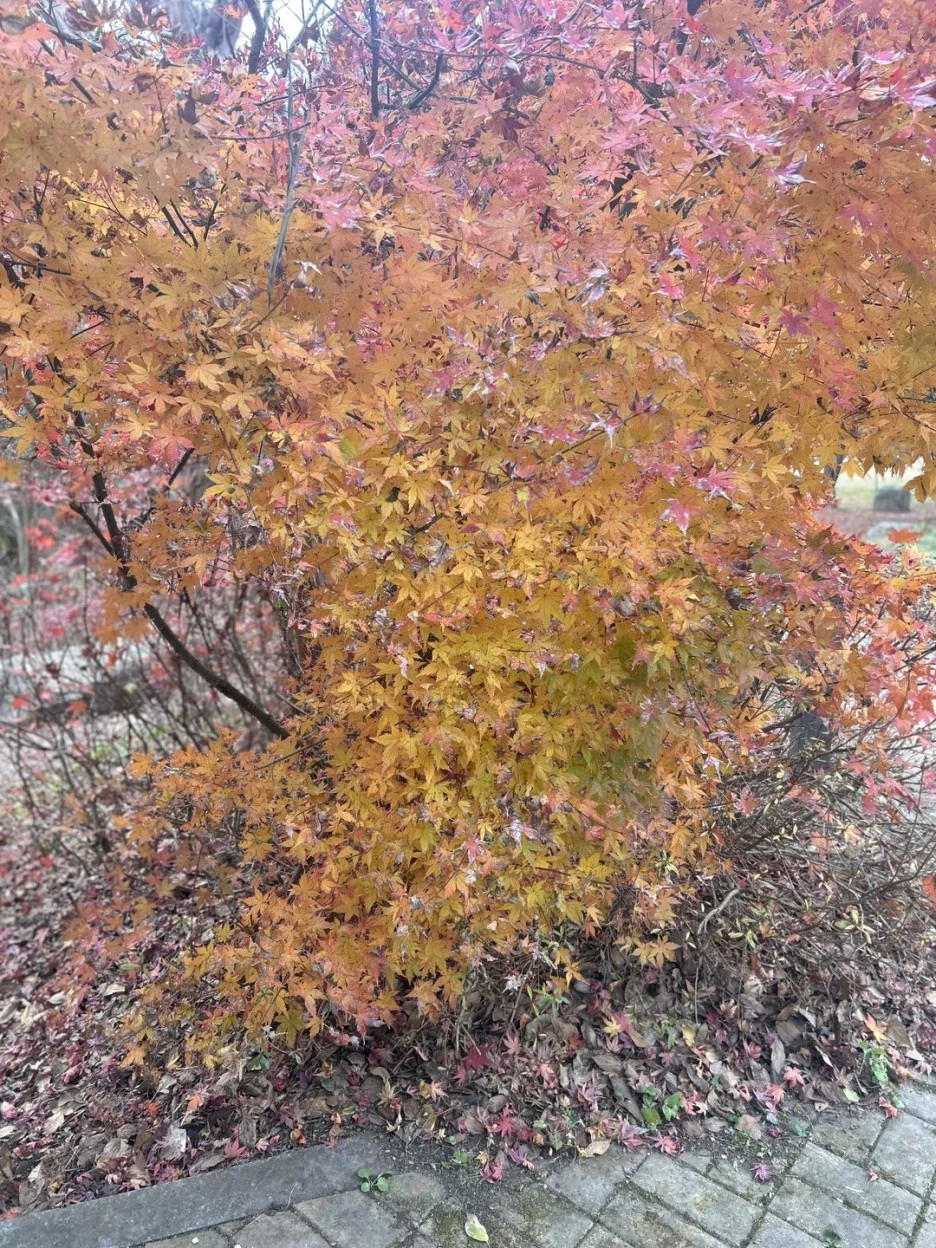 KakaoTalk_Photo_2023-12-06-11-55-58_011.jpeg?type=w1