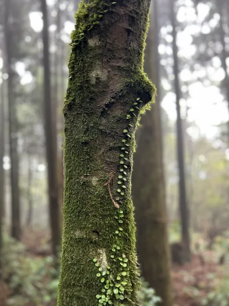 IMG_4048.jpg?type=w466&jopt=2