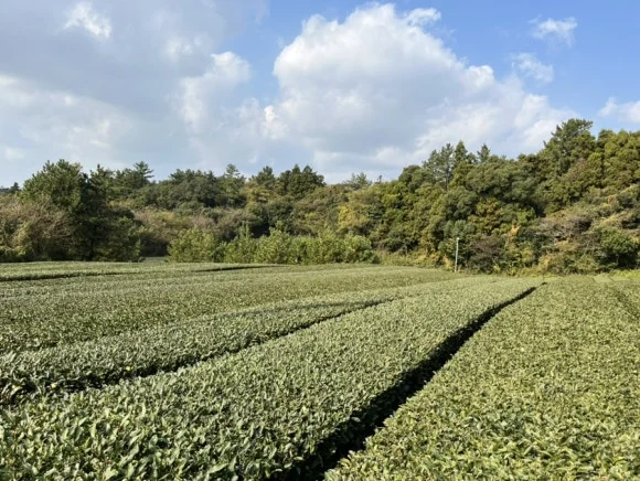 IMG_4913.jpg?type=w580