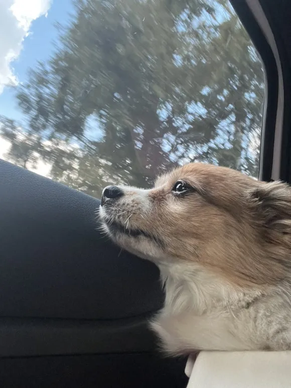 IMG_3616.jpg?type=w580