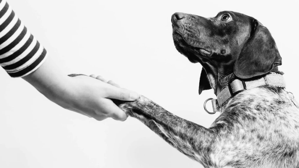 SE-d61041aa-0e7c-488a-8a1f-4ab3495d07d1.jpg?type=w966