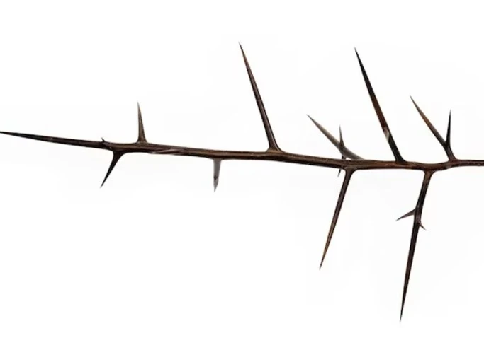 ?src=http%3A%2F%2Fblogfiles.naver.net%2FMjAyMzA1MDdfMjEz%2FMDAxNjgzMzg5NjI3OTQ2.88FYIZy_HFWxtBW9oQDHcV1EYinXIRZdZFg5wCAKR2Ag.DSvdUQvILE1yJqNjrFcIm-1nuZIKfjDjEaG1ZlBtULQg.JPEG.banananbanana%2F4.jpg&type=sc960_832