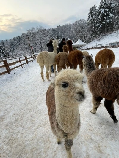 3472508363239784020_20231208015133998.jpg?type=w400