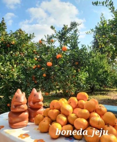 output_3565028322.jpg?type=w400