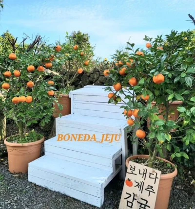 output_1711740074.jpg?type=w400