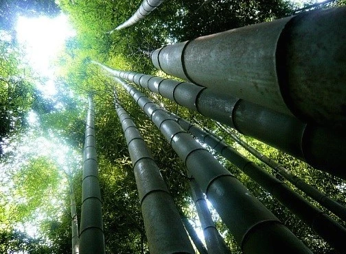 %EB%AA%A8%EC%86%8C%EB%8C%80%EB%82%98%EB%AC%B4_%EC%82%AC%EC%A7%84_(2).png?type=w773