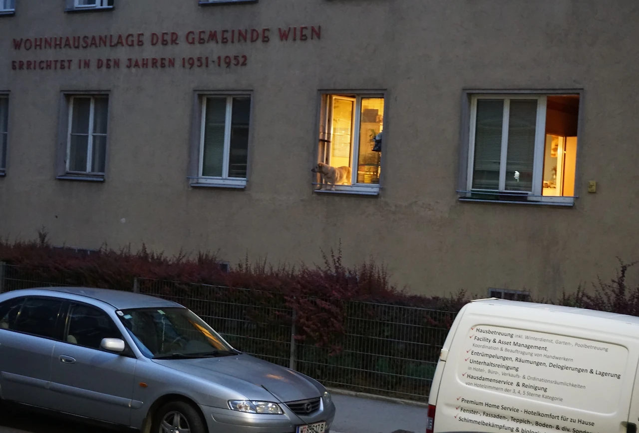 알은체 까인 개.JPG