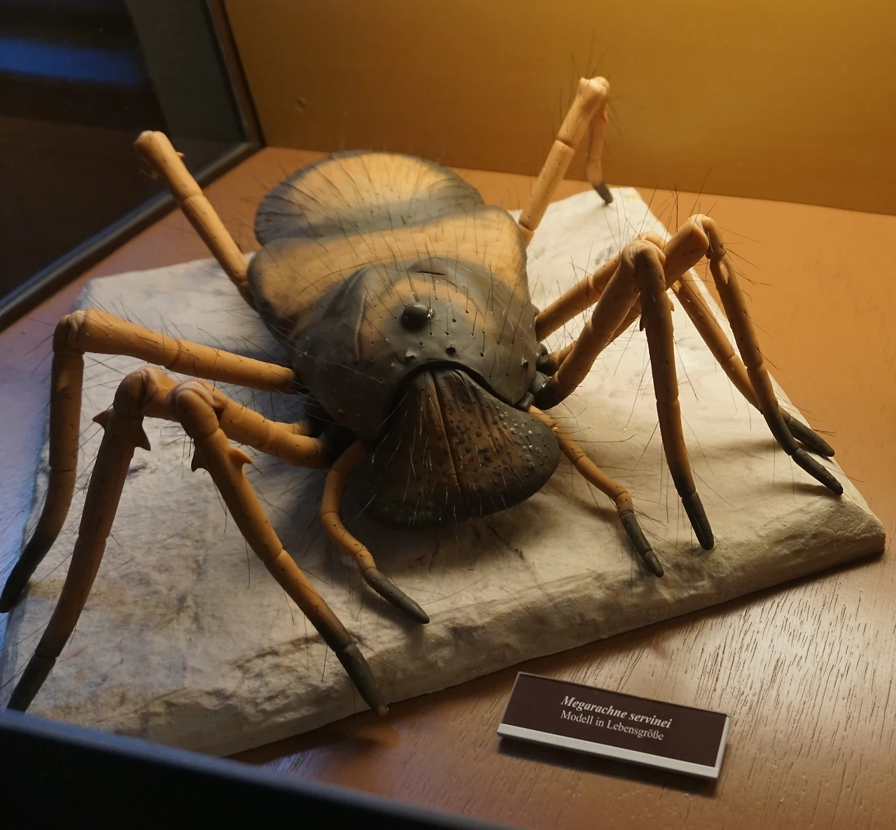 세계에서 가장 큰 거미.JPG