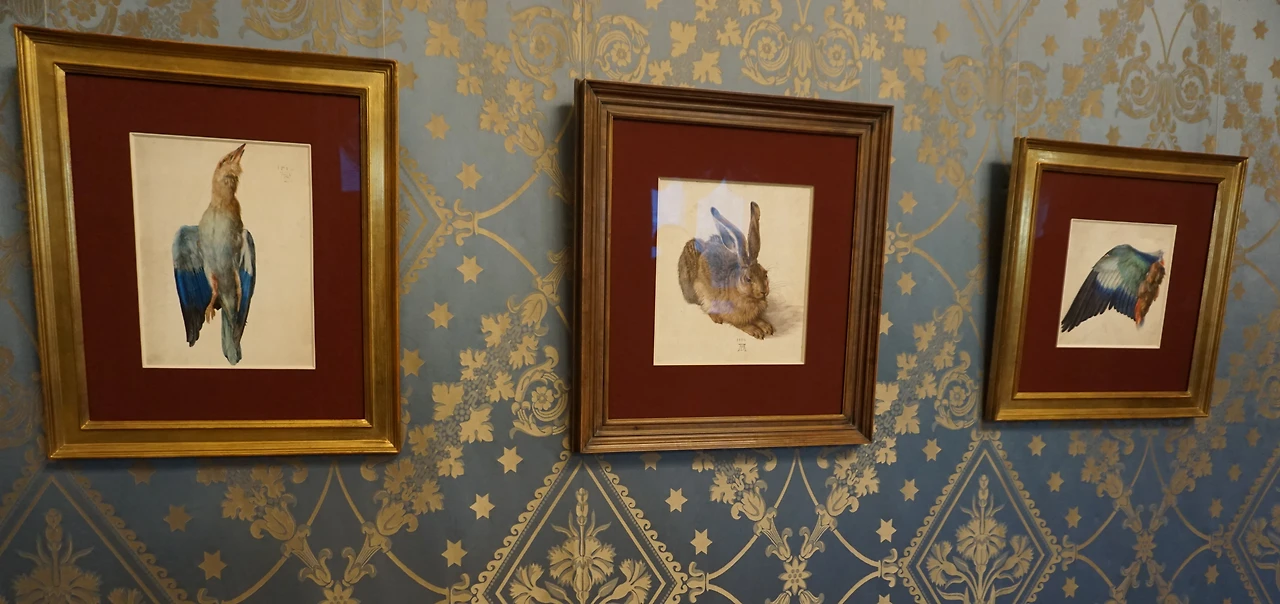 뒤러 정밀화 토끼.JPG