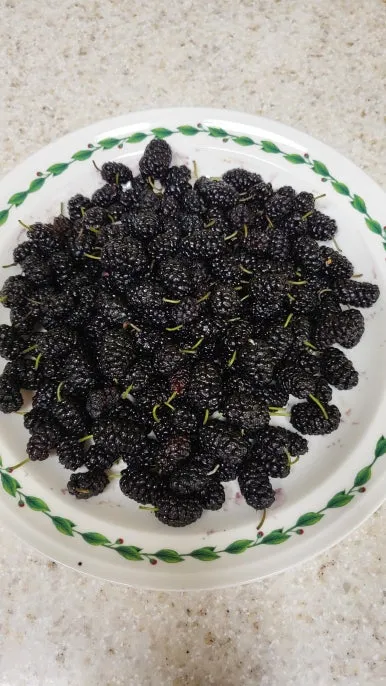 KakaoTalk_20240609_173138738.jpg?type=w386