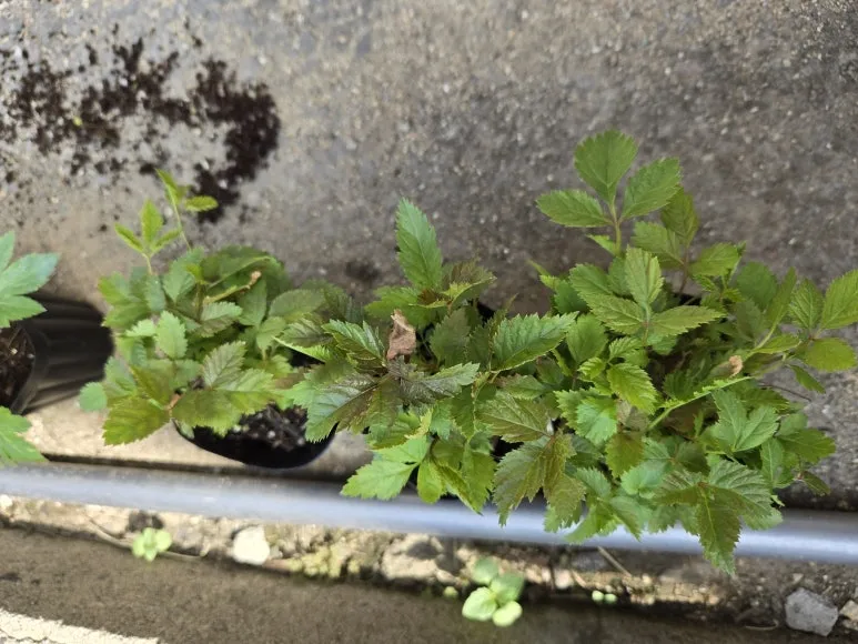 KakaoTalk_20250427_123918827_14.jpg?type=w773