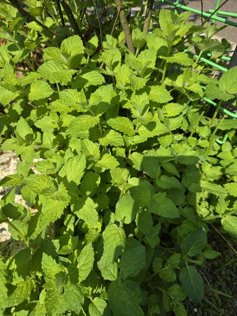 KakaoTalk_20250526_215558562_07.jpg?type=w773