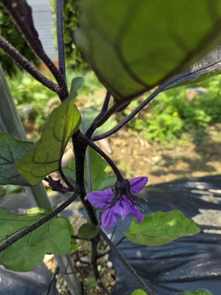 KakaoTalk_20250526_215558562_18.jpg?type=w773