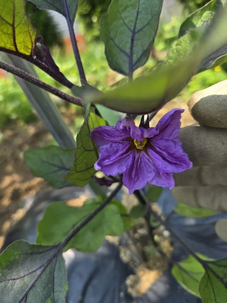 KakaoTalk_20250526_215558562_17.jpg?type=w773