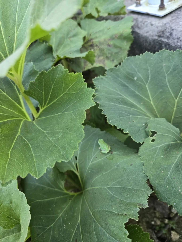 KakaoTalk_20250727_173346412_04.jpg?type=w773